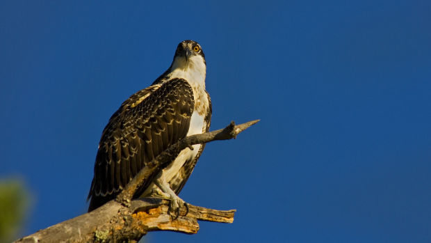 No. 12: Osprey Trail